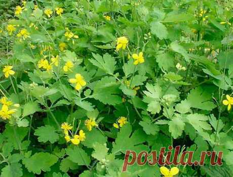 Чистотел в лечении кожных заболеваний