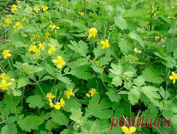 Чистотел в лечении кожных заболеваний