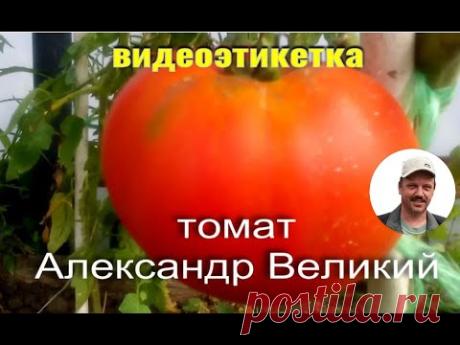 томат Александр Великий - YouTube