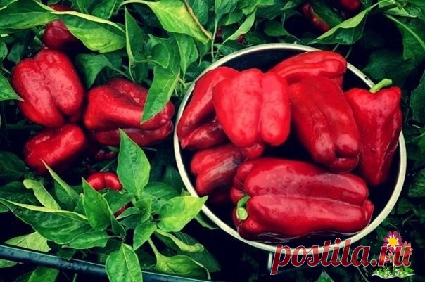 Μoй пepчик cлaщe caxapa, a вce из-зa 3 «ocoбыx» пoдкopмoк!