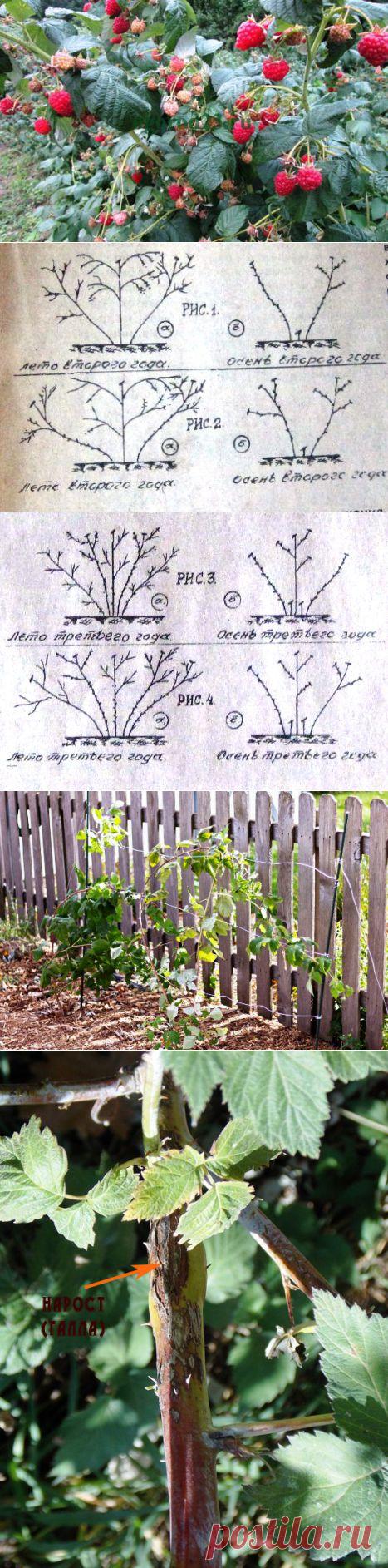 Как выращивать малину: вопросы, ответы, советы садоводам-любителям