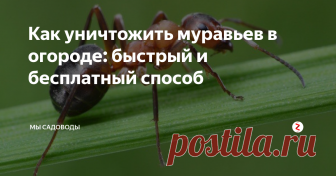Как уничтожить муравьев в огороде: быстрый и бесплатный способ Вред, который огороду причиняют муравьи, несоизмеримо больше приносимой пользы. Именно поэтому я борюсь с муравьями, а не оставляю их, как это делают некоторые садоводы. Да, действительно у этих насекомых есть положительные стороны, к примеру:
Муравьи защищают участок от некоторых видов гусениц, личинок и клещей;
За счет своих подземных ходов, муравьи улучшают структуру почвы;
Муравьи насыщают поч
