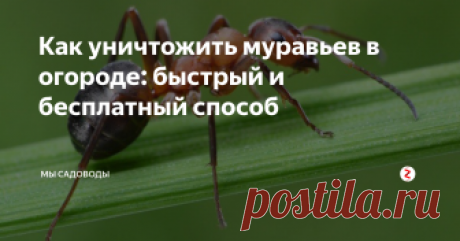 Как уничтожить муравьев в огороде: быстрый и бесплатный способ Вред, который огороду причиняют муравьи, несоизмеримо больше приносимой пользы. Именно поэтому я борюсь с муравьями, а не оставляю их, как это делают некоторые садоводы. Да, действительно у этих насекомых есть положительные стороны, к примеру:
Муравьи защищают участок от некоторых видов гусениц, личинок и клещей;
За счет своих подземных ходов, муравьи улучшают структуру почвы;
Муравьи насыщают поч