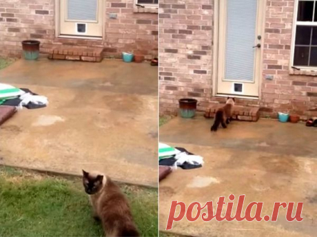 Парень установил кошачью дверь, но она не нужна коту, чтобы попасть в дом | Все о наших питомцах