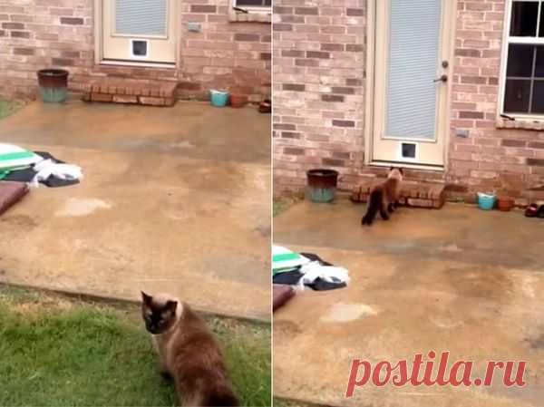 Парень установил кошачью дверь, но она не нужна коту, чтобы попасть в дом | Все о наших питомцах