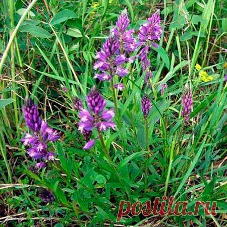 Лекарственное растение Истод горьковатый (Polygala amara). Многолетнее растение высотой 10-20 см. Стебли восходящие до прямостоячих, неветвящиеся. Нижние листья обратнояйцевидные, образуют розетку, если их пожевать - горькие на вкус. Верхние листья мельче, удлиненно-клиновидные.