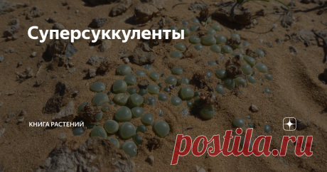 Суперсуккуленты ... или как растения с течением времени выработали идеальную стратегию выживания. С вами, как всегда, #КнигаРастений, и сегодня мы поговорим о Суперменах мира растений - представителях семейства Аизовые! У растений этого семейства множество названий. Например, "живые камни", "цветущая галька", "живой гранит", даже просто "камушки". Все вышеперечисленные названия скрывают в себе множество родов, но не будем вдаваться в подробности их классификации, потому чт...