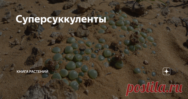Суперсуккуленты ... или как растения с течением времени выработали идеальную стратегию выживания. С вами, как всегда, #КнигаРастений, и сегодня мы поговорим о Суперменах мира растений - представителях семейства Аизовые! У растений этого семейства множество названий. Например, 