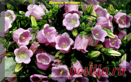 Цветник который сам себя засевает. Более тридцати цветов, которые хорошо размножаются самосевом | Дачные истории | Яндекс Дзен