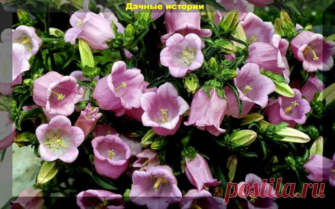 Цветник который сам себя засевает. Более тридцати цветов, которые хорошо размножаются самосевом | Дачные истории | Яндекс Дзен