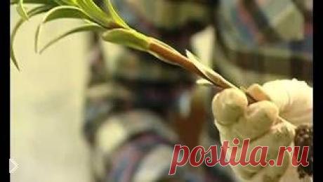 Посадка и уход лилий весной в грунт ВИДЕО