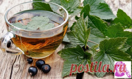 Листья смородины — мой лучший помощник!
Ежегодно зaготавливаю смородиновые листья — это отличное лекарство для почек и суставов. Ни ревматизма, ни подагры не будет!