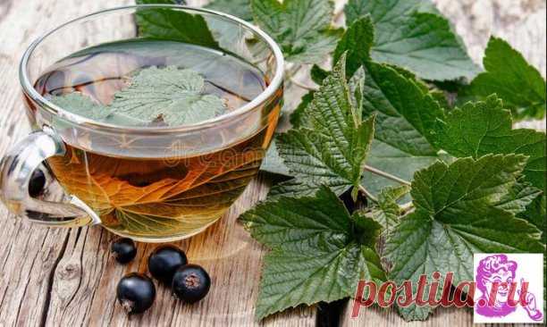 Листья смородины — мой лучший помощник!
Ежегодно зaготавливаю смородиновые листья — это отличное лекарство для почек и суставов. Ни ревматизма, ни подагры не будет!