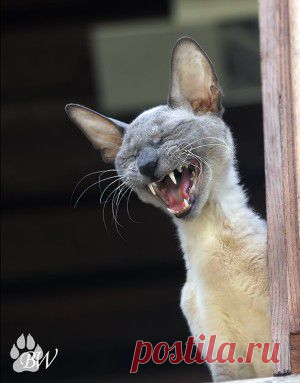 Почему нельзя кипятить воду дважды