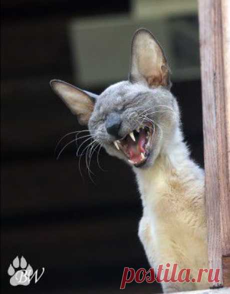 Почему нельзя кипятить воду дважды