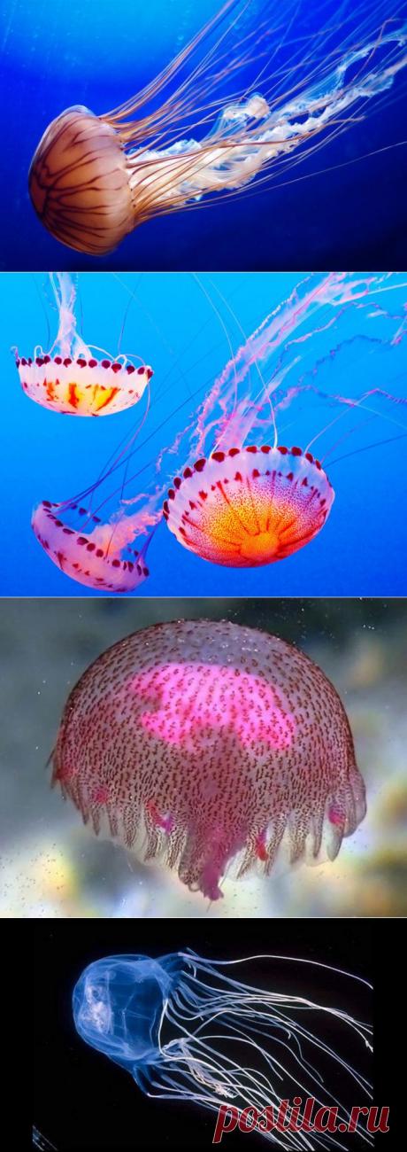 Малоизвестные факты о медузах