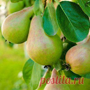 Чем обработать грушу? | Садовод (Усадьба)