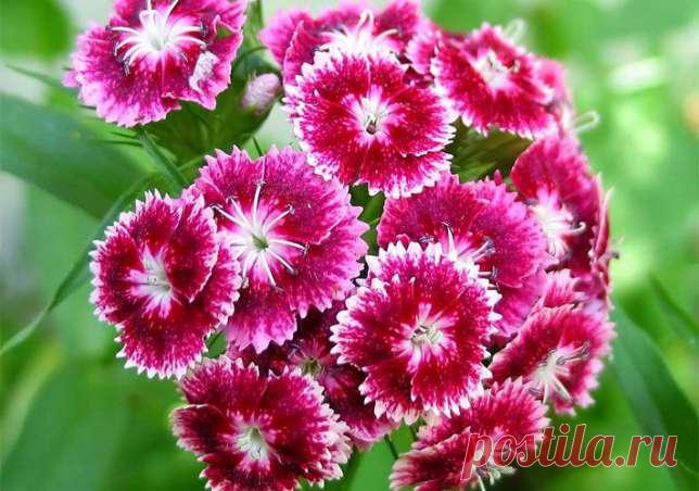 Турецкая гвоздика (цветы для сада Миллионы частных объявлений о купле-продаже в твоем городе. Продается всё!