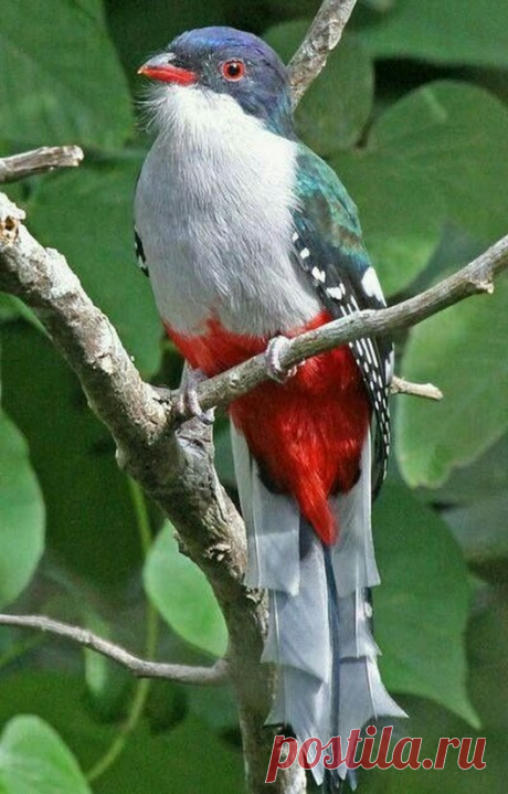 WOA Animal – Google+