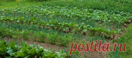 Использую одно удобрение на всем огороде. Делюсь рецептом | Сад, огород | Яндекс Дзен