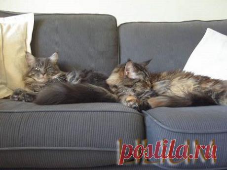 Вязка кошек Мейн кунов — Питомник Мейн-кунов &quot;Lilium&quot;