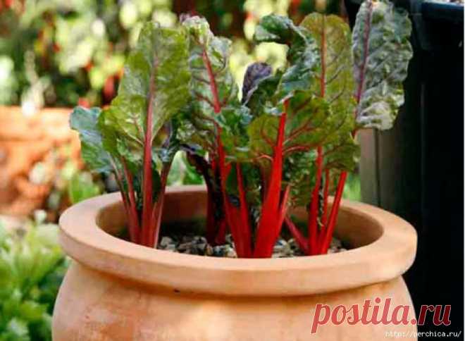 Посадите на даче мангольд и готовьте из него полезные блюда.