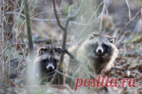 «Енотовидные собаки (Nyctereutes procyonoides) – очень любопытные звери. Если их не пугать, могут длительно разглядывать человека, не убегая. В случае смертельной опасности нередко прикидываются мертвыми. Эта пара собак поселилась в заброшенной норе барсука. Выйдя на свет, самец обнаружил незнакомый объект – фотографа под маскировочной сеткой, и застыл. Спустя минуту появилась самочка – и тоже замерла в нерешительности. Так и играли в гляделки минут пятнадцать...» – рассказывает фотограф…