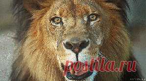 elreydelmundo1 (@worldwyde1) 's Twitter Profile • Tweetcs