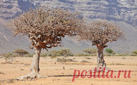 Мирра и миро - в чем разница? | Растения