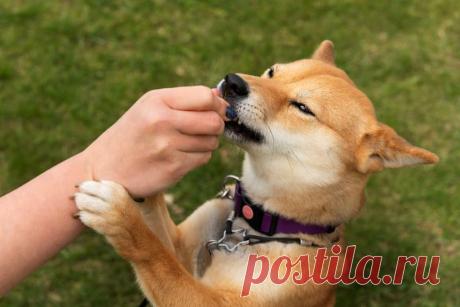 Нос знает: 8 болезней, которые хорошо вынюхивают собаки