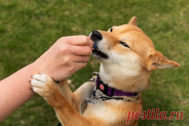Нос знает: 8 болезней, которые хорошо вынюхивают собаки