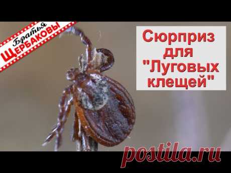 КЛЕЩИ не КУСАЮТ уже 8 лет! ЦИПЕРМЕТРИН. Важные нюансы при пропитке одежды!