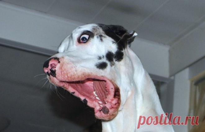 Уморительная мимика немецкого дога Мунки в объективе Кристы Аалто (Krista Aalto) — Фотоискусство