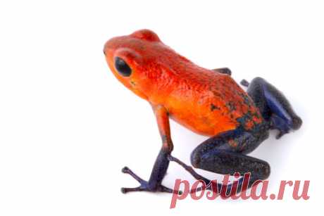 A Solarte Island Dart Frog Oophaga Pumilio At The Oklahoma City Zoo Stock Photo | Getty Images