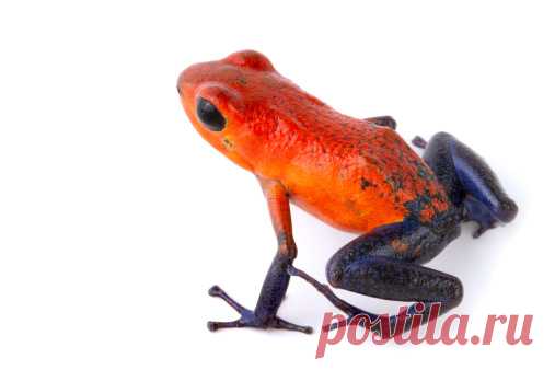 A Solarte Island Dart Frog Oophaga Pumilio At The Oklahoma City Zoo Stock Photo | Getty Images