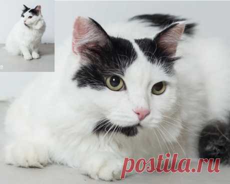 Мария Босомыкина https://vk.com/id14507969 

Арсений был обнаружен в одном из дворов в плачевном состоянии, он уже не ждал и не просил помощи, просто сидел собравшись в комок, не обращая внимания даже на дождь. Но помощь пришла, как оказалось, в последний момент: на одной из лап была обнаружена гематома, которая могла в любой момент привести к печальному финалу. Но Арсений стойко выдержал все испытания, проявил терпение и выдержку во время лечения. Постепенно научился дове...