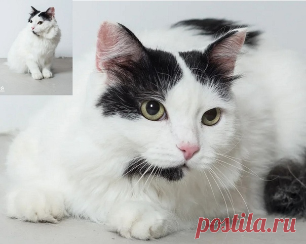 Мария Босомыкина https://vk.com/id14507969 

Арсений был обнаружен в одном из дворов в плачевном состоянии, он уже не ждал и не просил помощи, просто сидел собравшись в комок, не обращая внимания даже на дождь. Но помощь пришла, как оказалось, в последний момент: на одной из лап была обнаружена гематома, которая могла в любой момент привести к печальному финалу. Но Арсений стойко выдержал все испытания, проявил терпение и выдержку во время лечения. Постепенно научился дове...