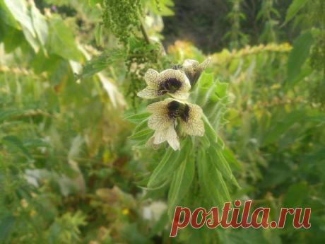 Белена́ чёрная (лат. Hyoscýamus níger) — двулетнее травянистое растение, вид рода Белена (Hyoscyamus) семейства Паслёновые (Solanaceae), первоначально произраставшее в Евразии, а затем распространившееся повсеместно. Все части растения ядовиты.