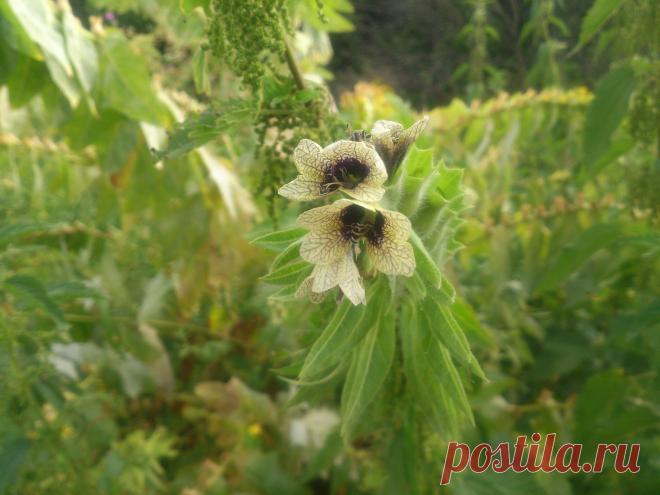 Белена́ чёрная (лат. Hyoscýamus níger) — двулетнее травянистое растение, вид рода Белена (Hyoscyamus) семейства Паслёновые (Solanaceae), первоначально произраставшее в Евразии, а затем распространившееся повсеместно. Все части растения ядовиты.