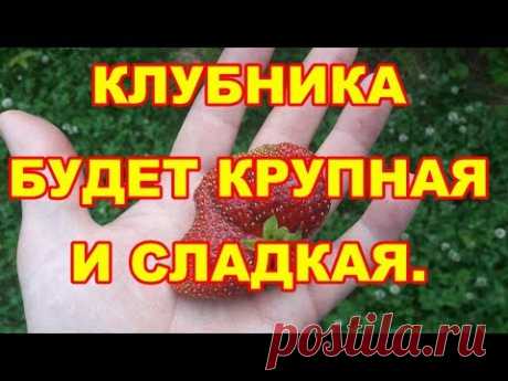 Хотите крупных сладких ягодок,займитесь клубникой и про профилактику серой гнили не забудте