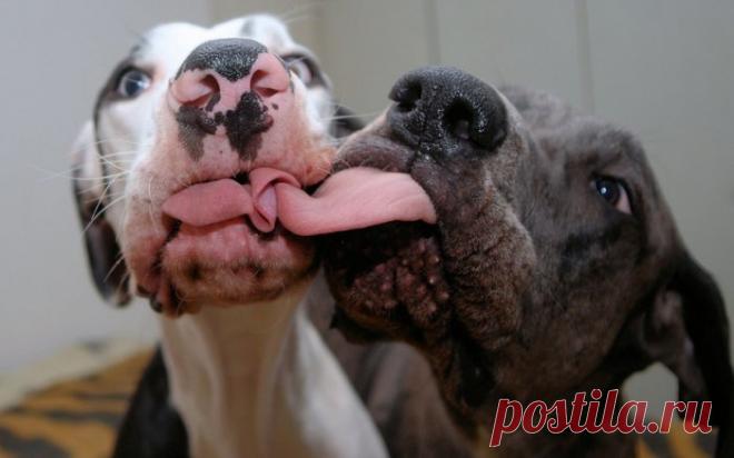 Уморительная мимика немецкого дога Мунки в объективе Кристы Аалто (Krista Aalto) — Фотоискусство