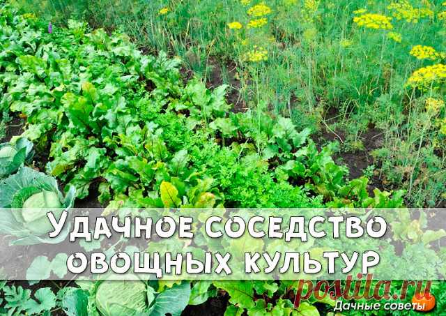 Удачное соседство овощных культур | OK.RU
