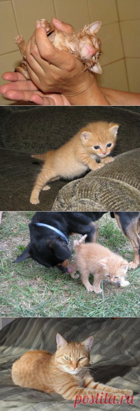 Рыжее счастье с поломанным хвостиком