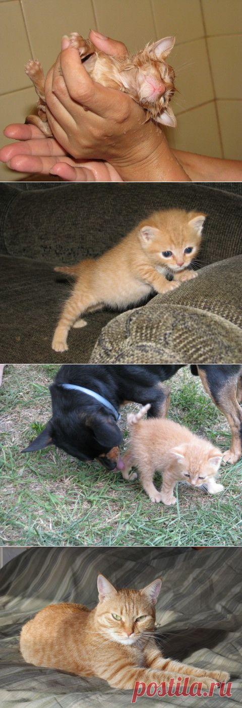 Рыжее счастье с поломанным хвостиком