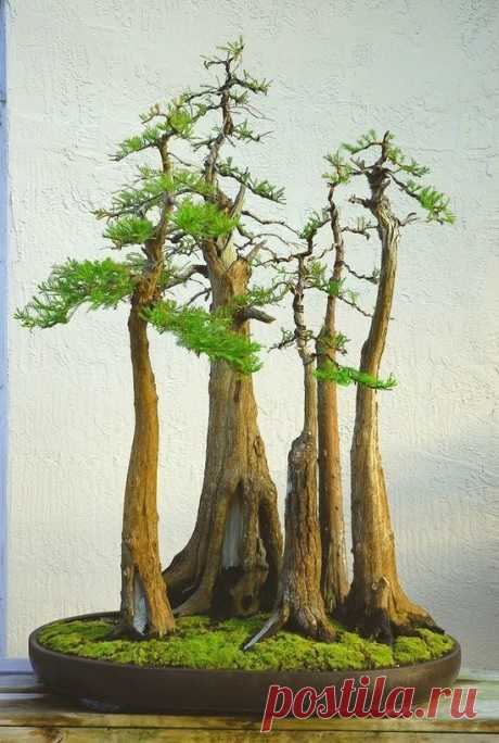 Найдено на сайте bonsai.lemoncoin.org.