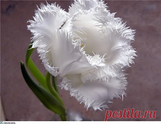 Должно быть, Творец в один и тот же день
создал Весну и Надежду... 🥀🥀🥀
У.Берн