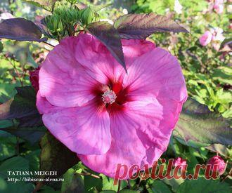 СЕМЕНА ТРАВЯНИСТЫХ ГИБИСКУСОВ - №17-17-7шт