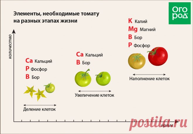 Этапы развития томатного растения – когда и чем подкармливать помидоры