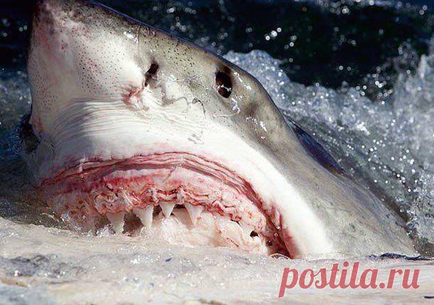 Самые сильные укусы в мире животных