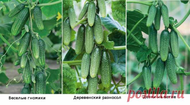 Пучковые огурцы на Supersadovnik.ru